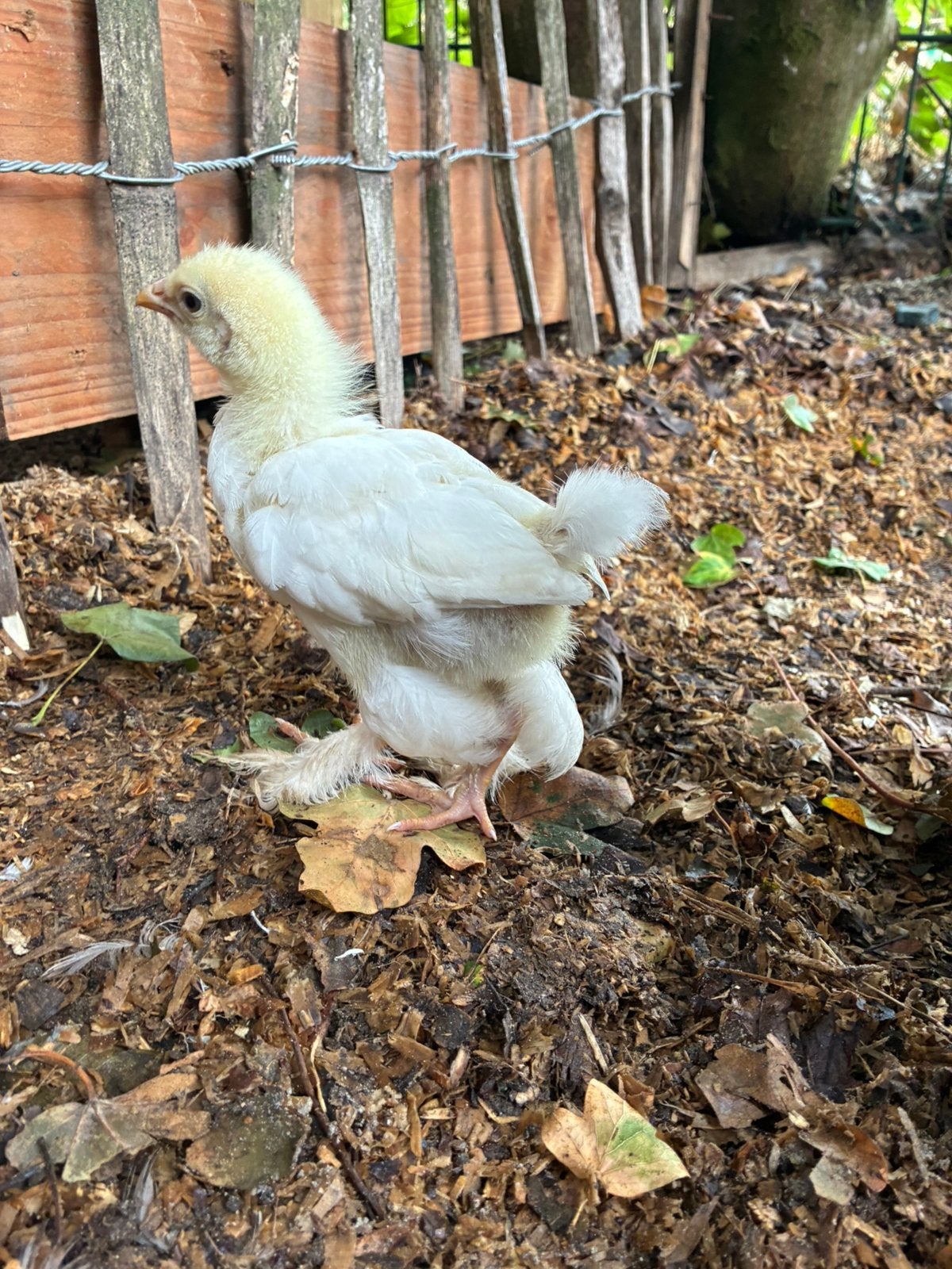 Brahma kuikens- Kunnen naar buiten, Dieren en Toebehoren, Pluimvee, Geslacht onbekend, Kip