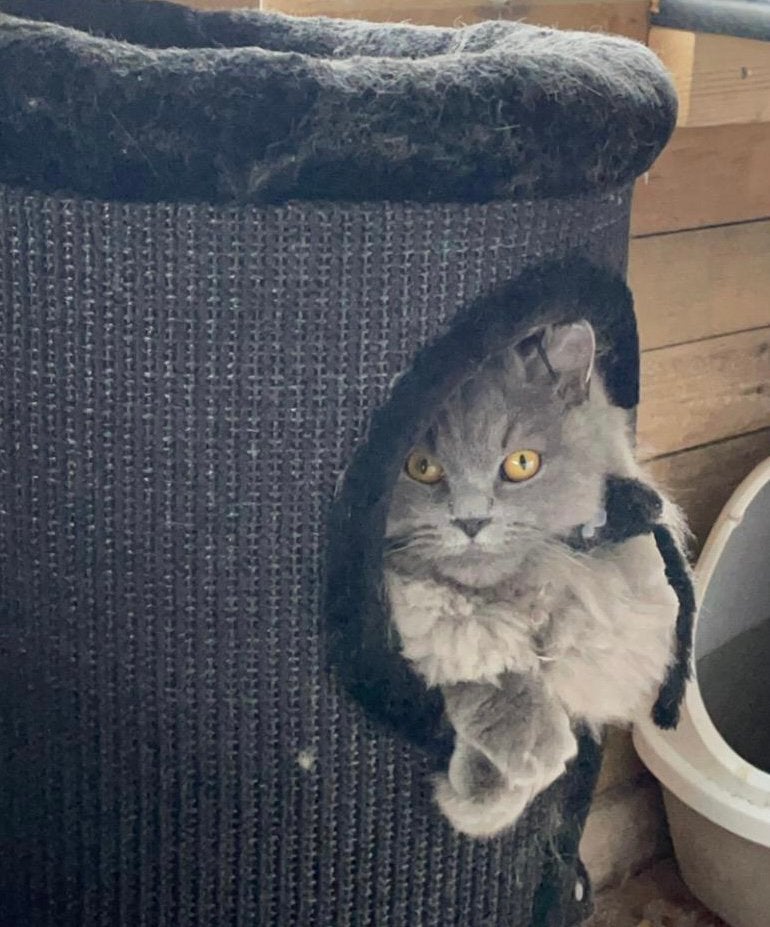 Britse langhaar poes, Poes, Gechipt, 3 tot 5 jaar