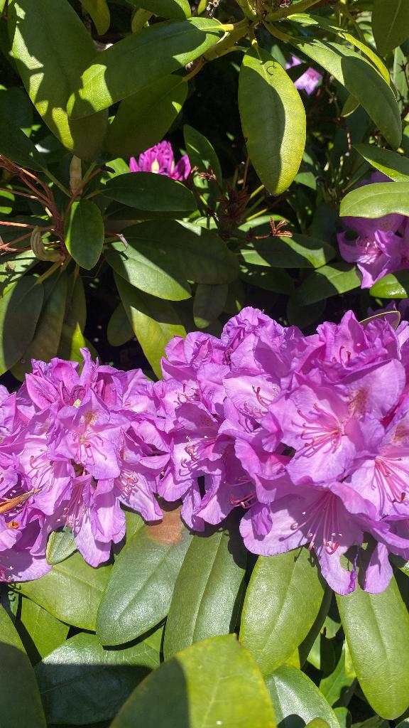 Rhododendronplant, Ophalen, Rhododendron, Struik, 100 tot 250 cm