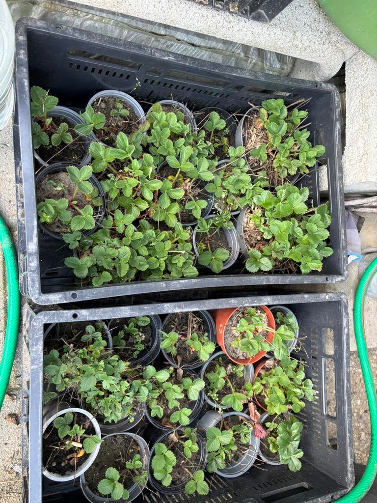 Aardbei planten, Ophalen, Zo goed als nieuw
