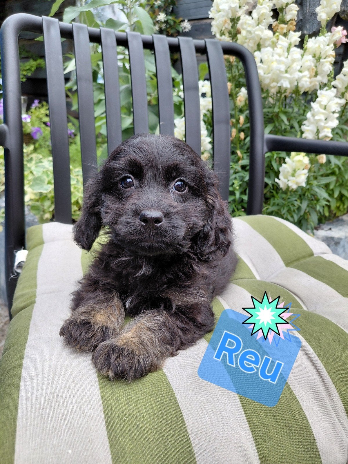 Prachtig Nestje Cocker spaniël x Boomer pups, Parvo, 8 tot 15 weken, Meerdere, Meerdere dieren