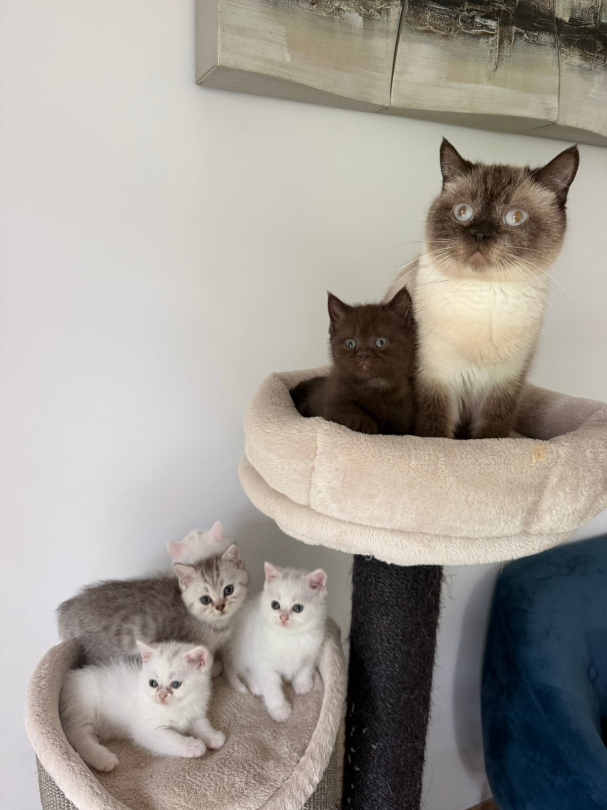 Prachtige Britse Korthaar kitten, Meerdere dieren