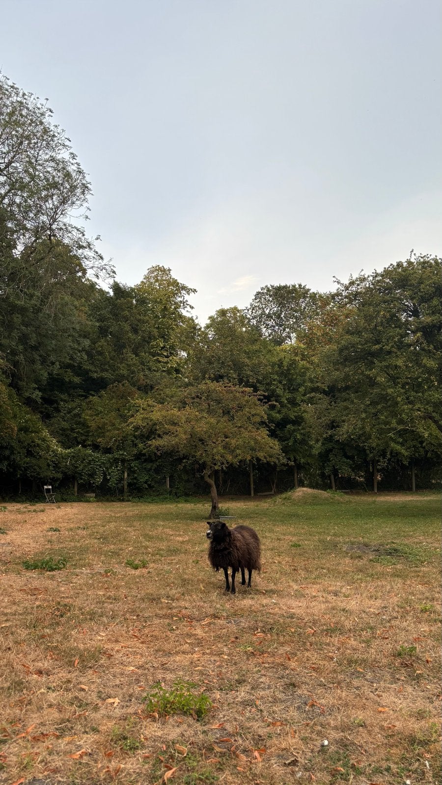 3 Ouessant ooien schapen, Dieren en Toebehoren, Vrouwelijk, Schaap