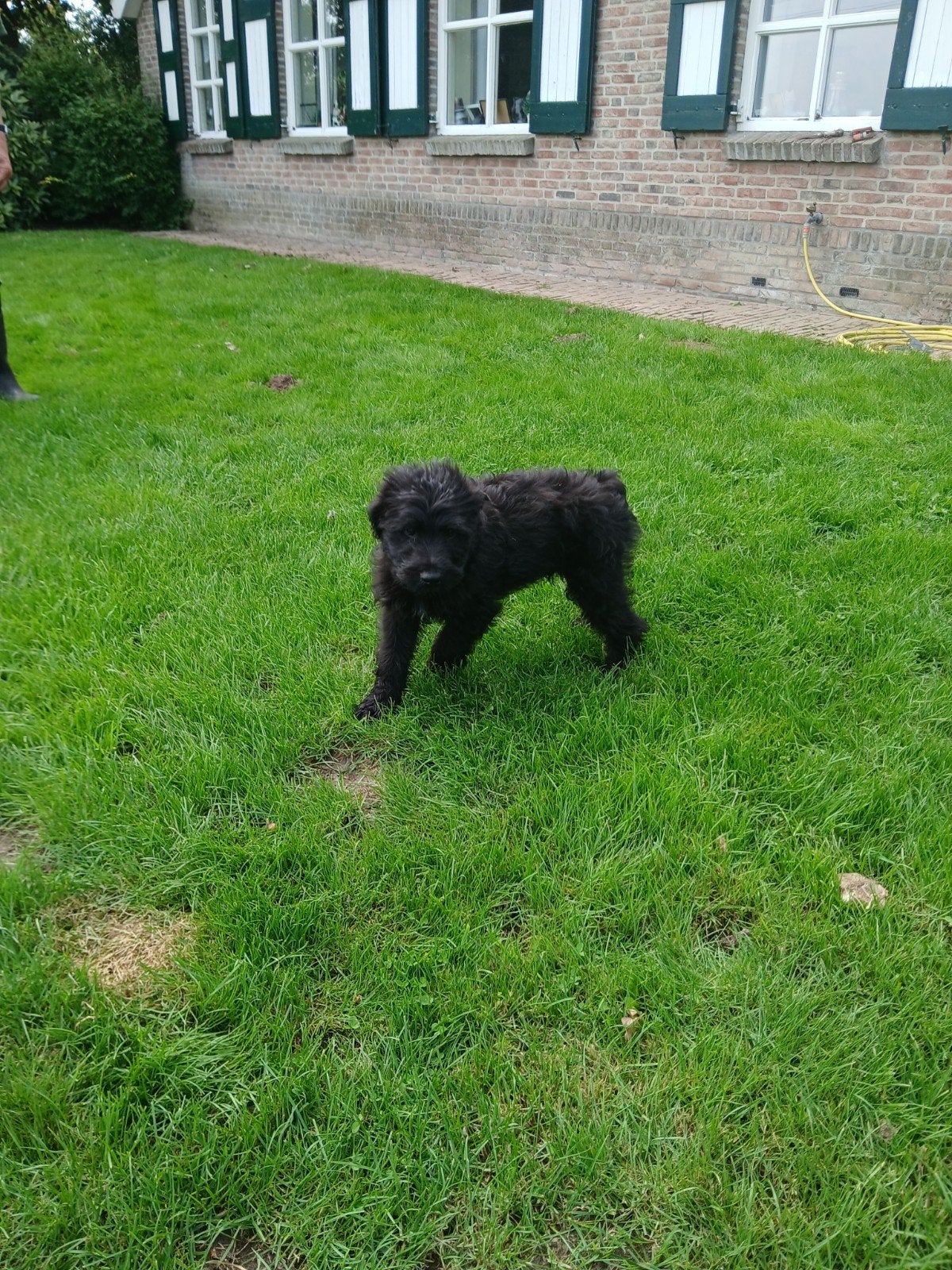 Nog 1 mooie bouvier pup beschikbaar (kortstaart)reu s, Dieren en Toebehoren, 8 tot 15 weken, Meerdere, Meerdere dieren, Herder