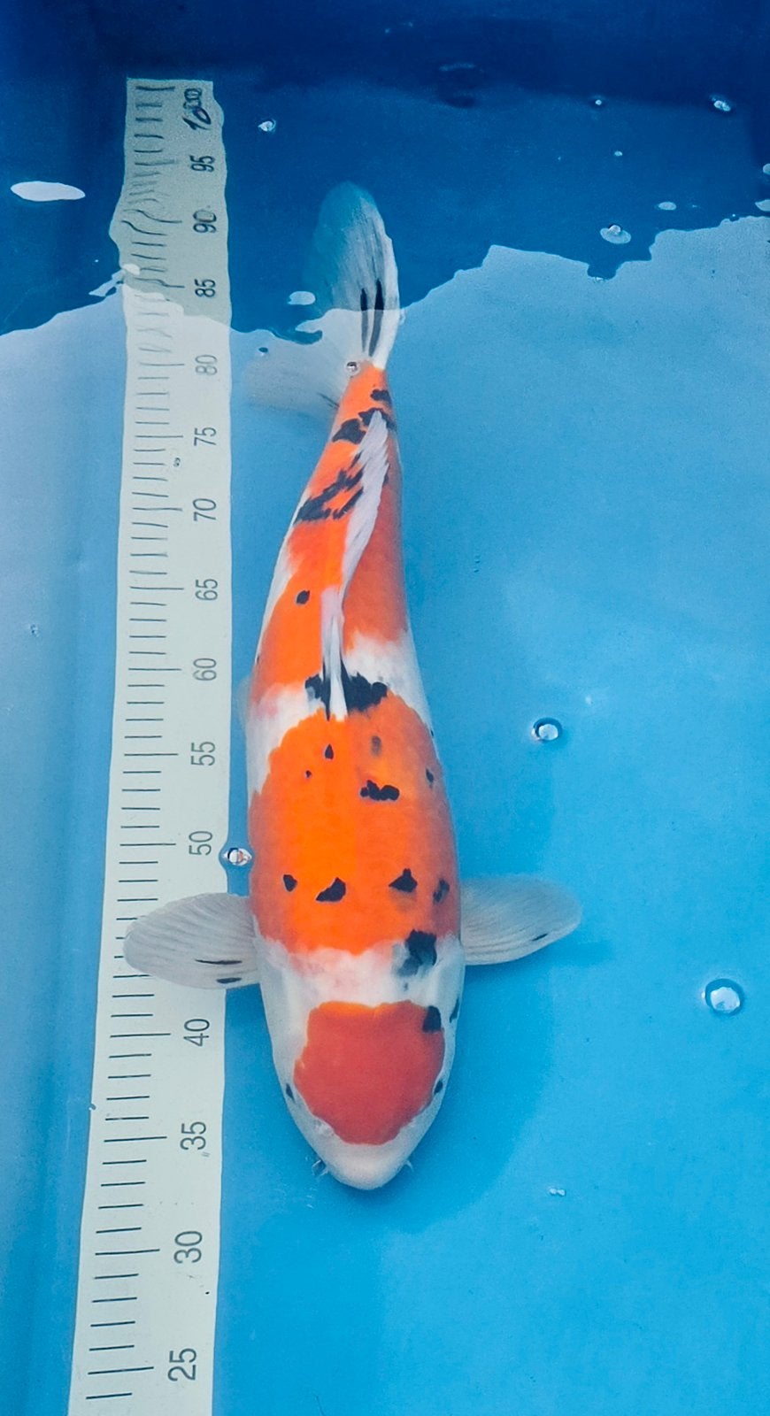 Japanse koi Maruten Sanke Sakai, Dieren en Toebehoren, Vissen | Vijvervissen, Karper of Koi