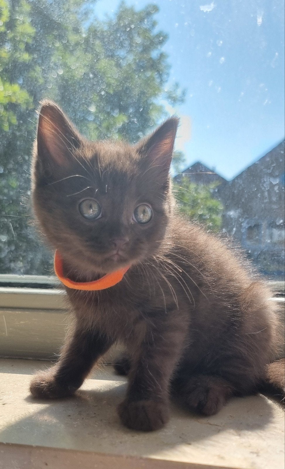 British shorthair kitten, Dieren en Toebehoren, Katten en Kittens | Raskatten | Korthaar, Poes
