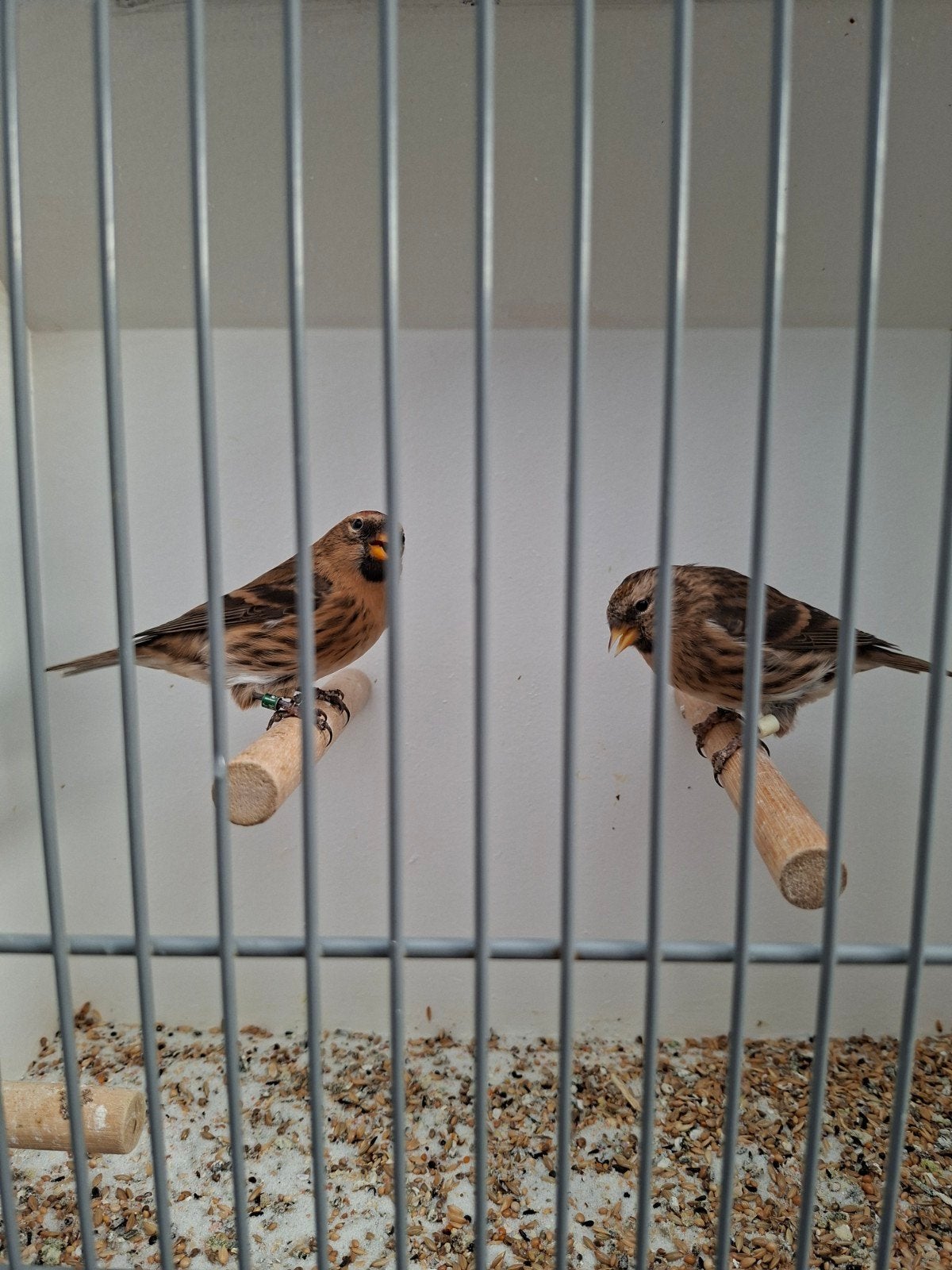 barmsijsen, Dieren en Toebehoren, Meerdere dieren, Wildzangvogel, Geringd