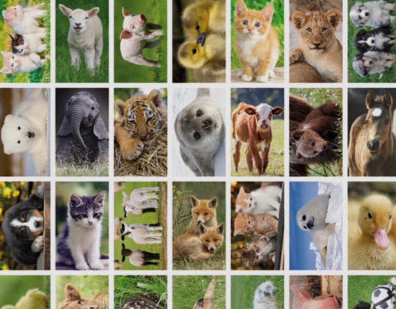 Dieren gevraagd voor een goed tehuis, Dieren en Toebehoren, Pluimvee, Overige soorten