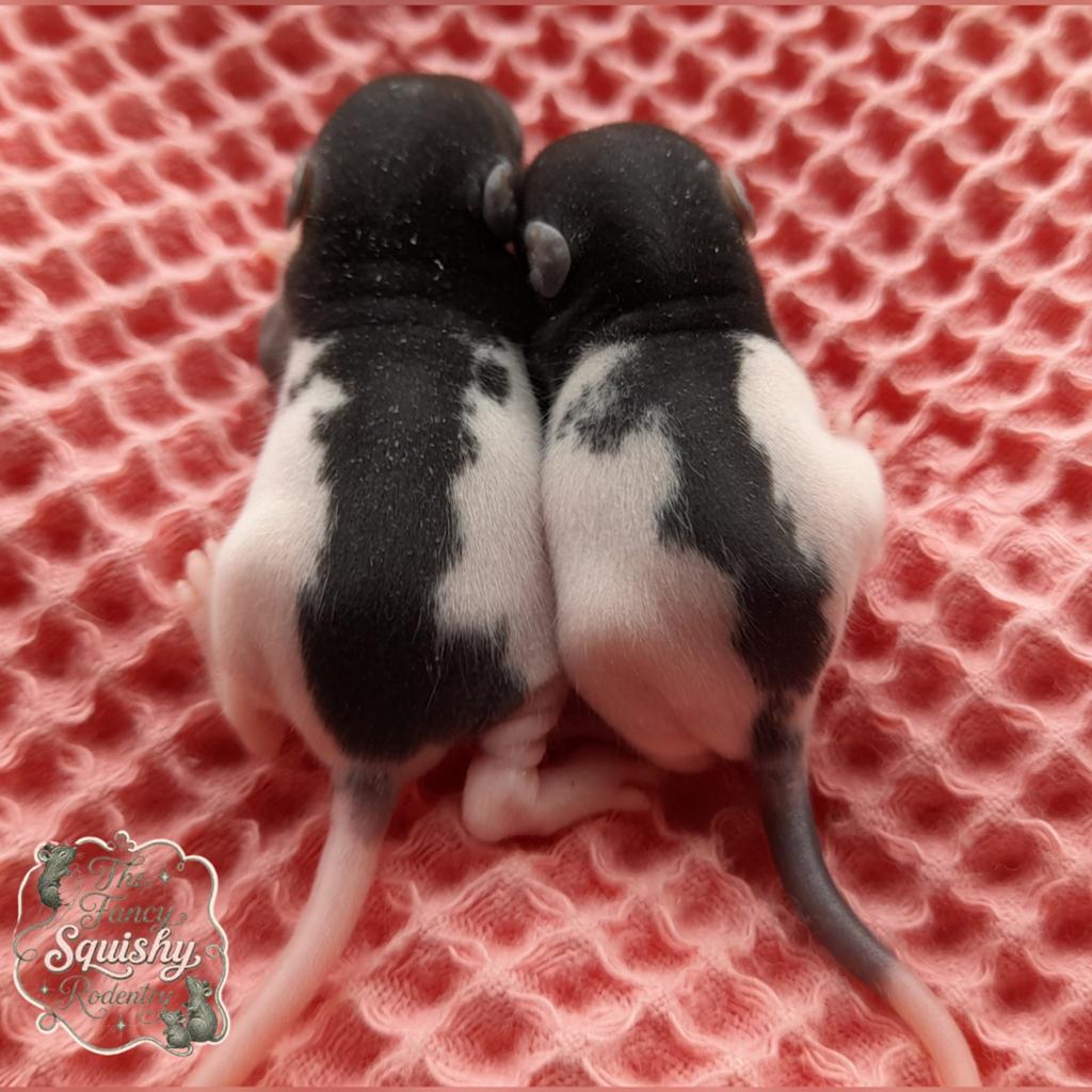 Rittens ratjes ratten, Dieren en Toebehoren, Rat, Mei, Meerdere dieren, Tam