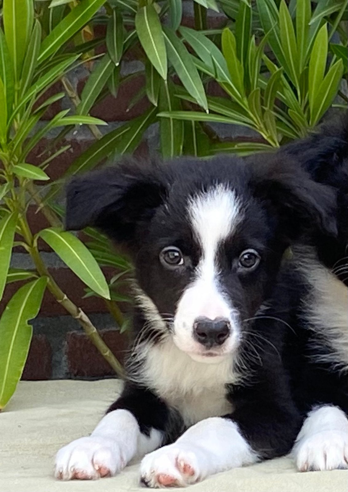 Wegens annulering BORDER COLLIE x FRIESE STABIJ pup - reutje, Parvo, Nederland, Reu, 8 tot 15 weken