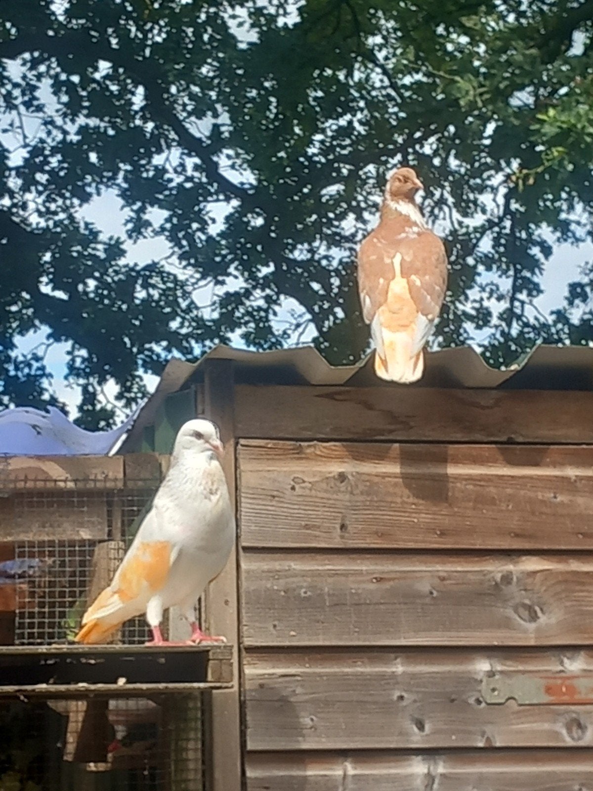 sierduiven kroppers lokkers Haagse tilduif, Dieren en Toebehoren, Vogels | Duiven, Meerdere dieren, Kropper
