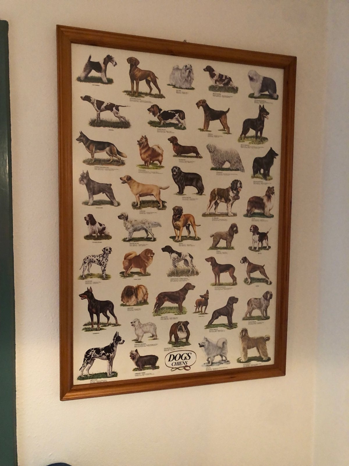 Vintage Hondenrassen Poster - Dogs Chiens, Ophalen, 50 – 75, Minder dan 50 cm, Gebruikt