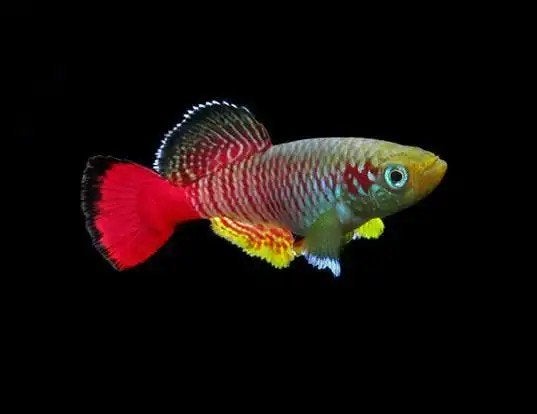 nothobranchius zanzibar guentheri, Vis, Zoetwatervis, Schoolvis