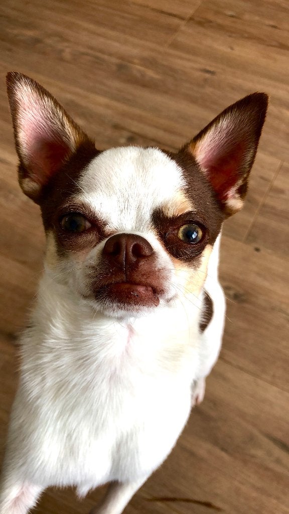 Chihuahua 1,5 jaar, Parvo, Reu, 1 tot 2 jaar, Eén hond