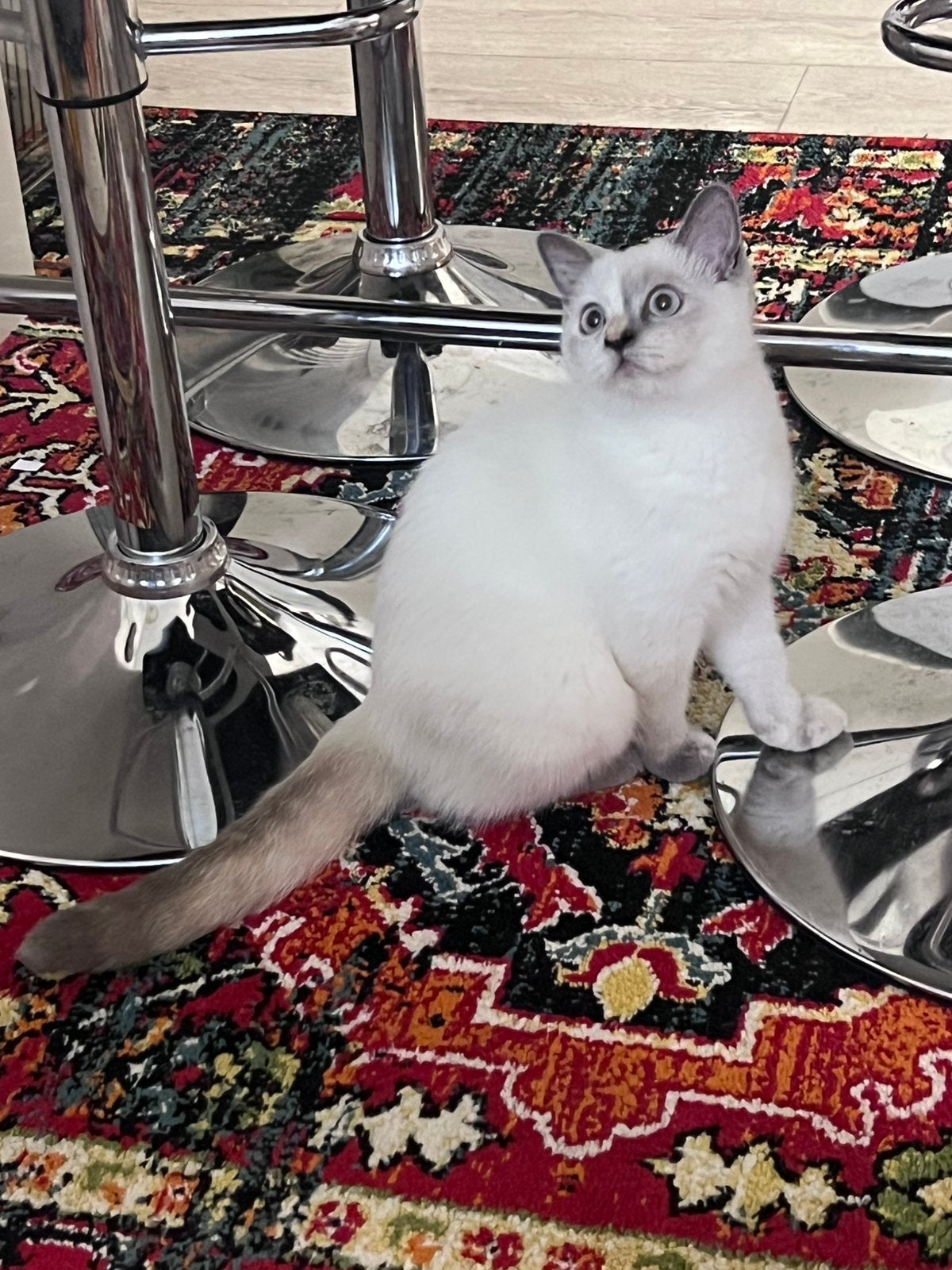 Brietse korthaar poes, Poes, Ontwormd, 0 tot 2 jaar