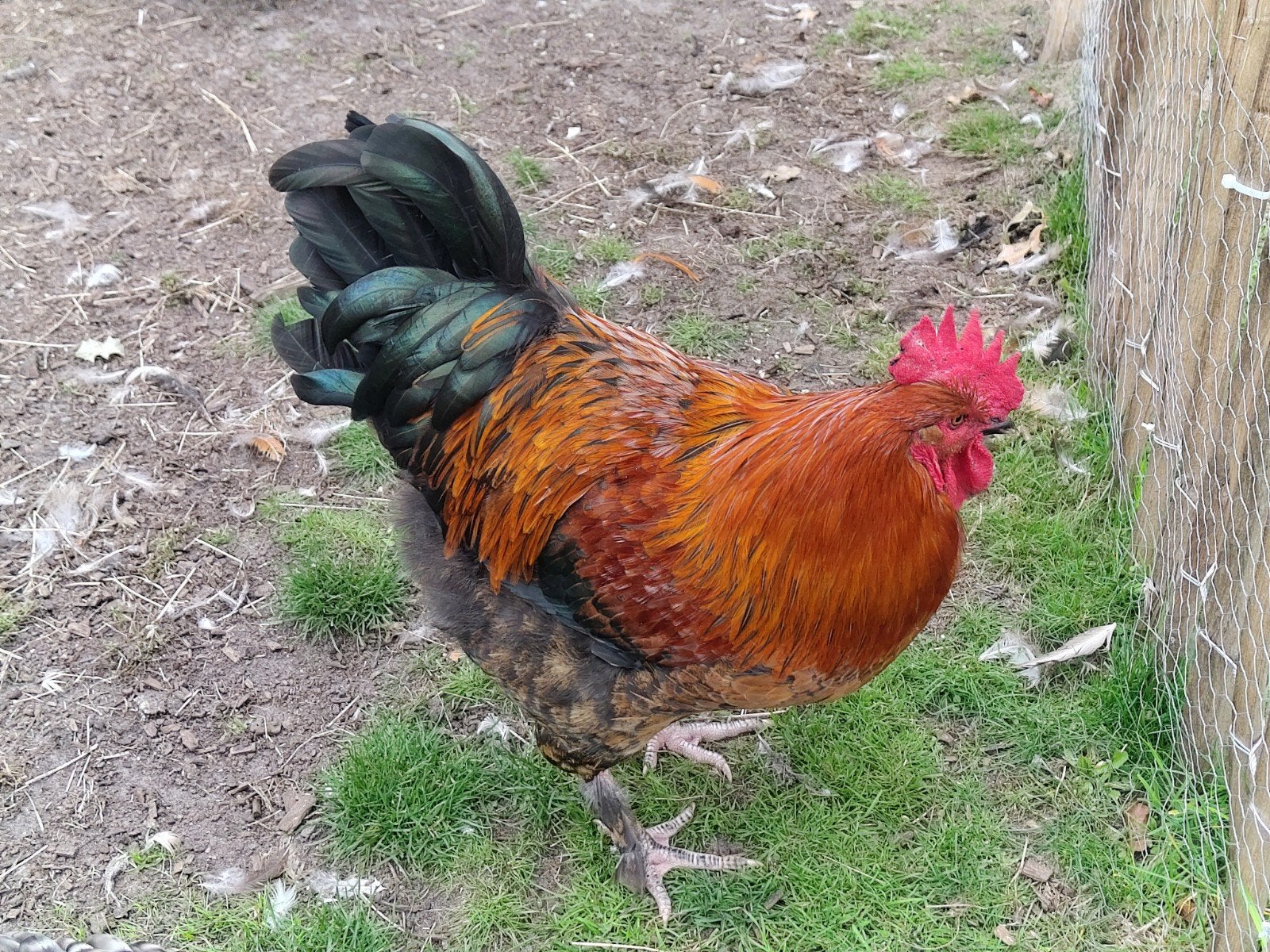 Kleurlegger haan, Dieren en Toebehoren