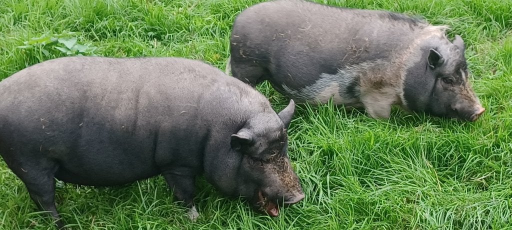 Varkentjes, Mannelijk, Varken, 3 tot 5 jaar