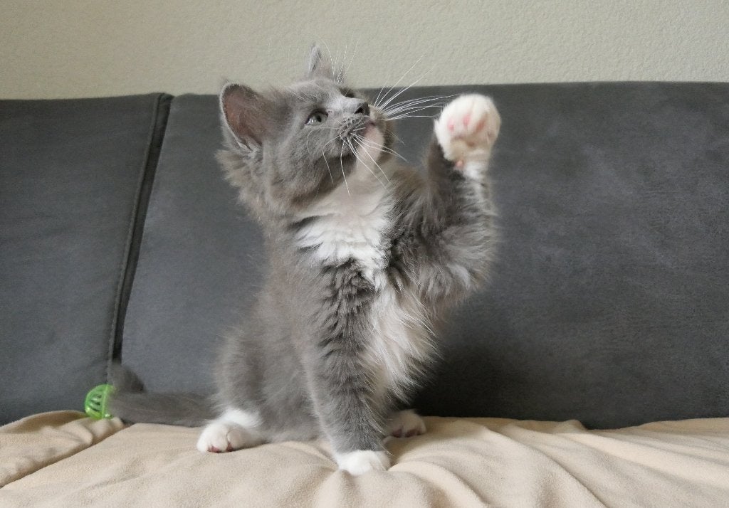 Lieve ragdoll katers met stamboom zoeken een liefdevol thuis, Dieren en Toebehoren, Katten en Kittens | Raskatten | Langhaar, Meerdere dieren