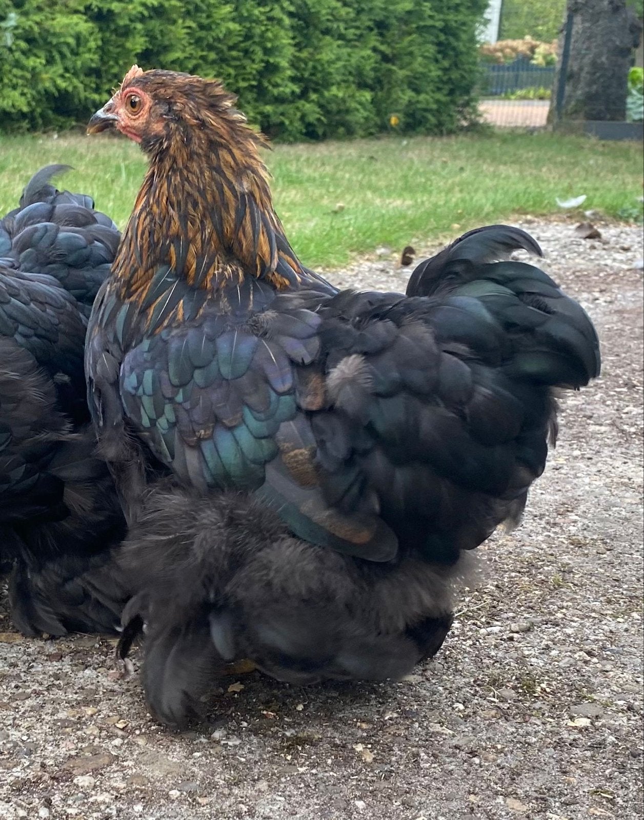 MOETEN WEG!! Cochin kriel hen en haan duo koppel, Dieren en Toebehoren, Pluimvee