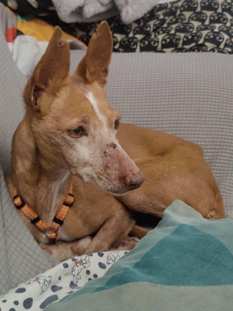 ACE: Susi is een echte knuffel, Dieren en Toebehoren, Honden | Windhonden, 6 jaar of ouder, Particulier, Overige rassen, Buitenland