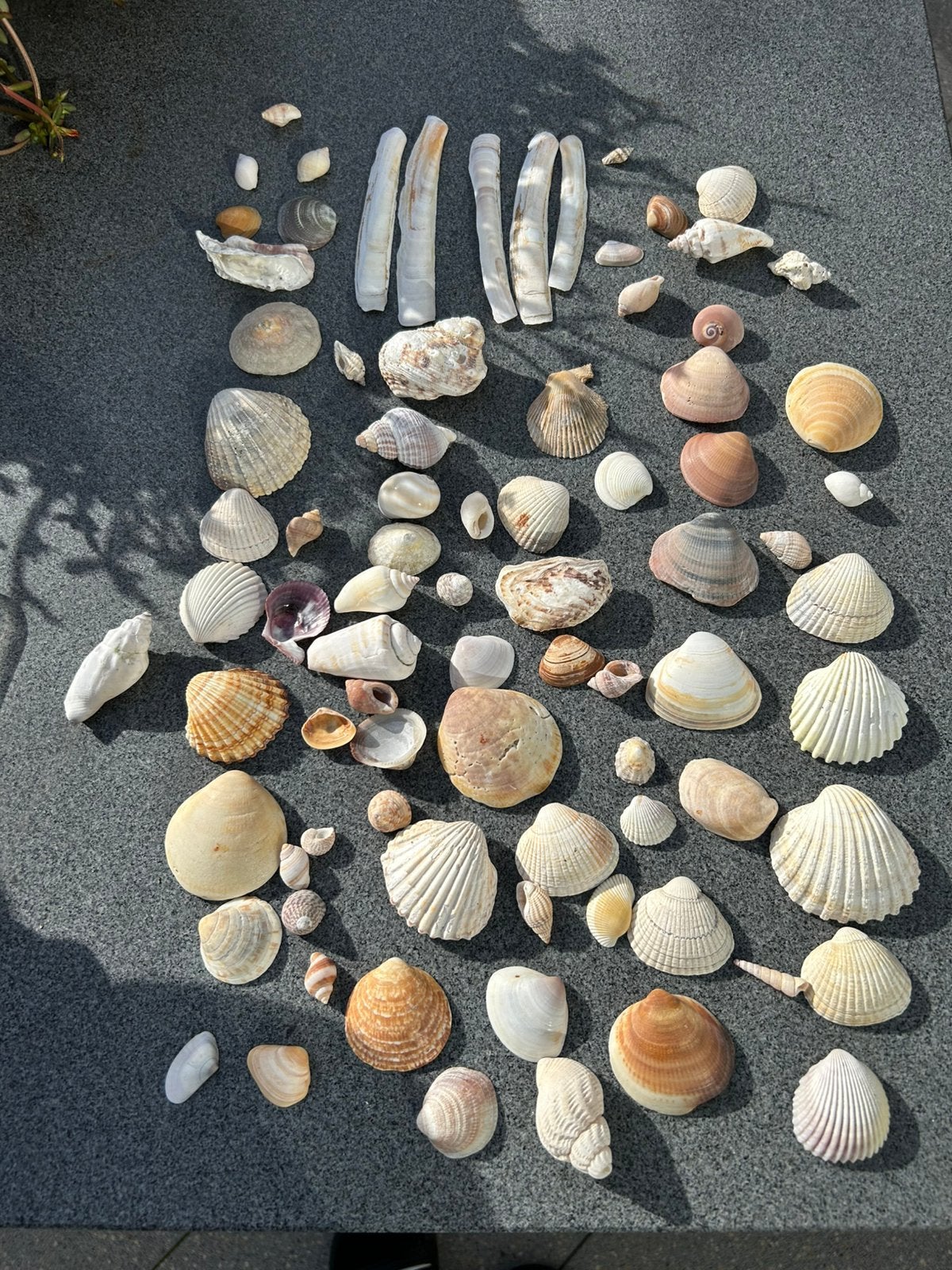 400 gram verschillende soorten SCHELPEN, Ophalen of Verzenden, Schelp(en)