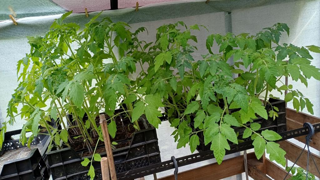 Tomatenplantjes moestuin plantjes tomaat tomaten, Ophalen, Volle zon, Groenteplanten, Eenjarig
