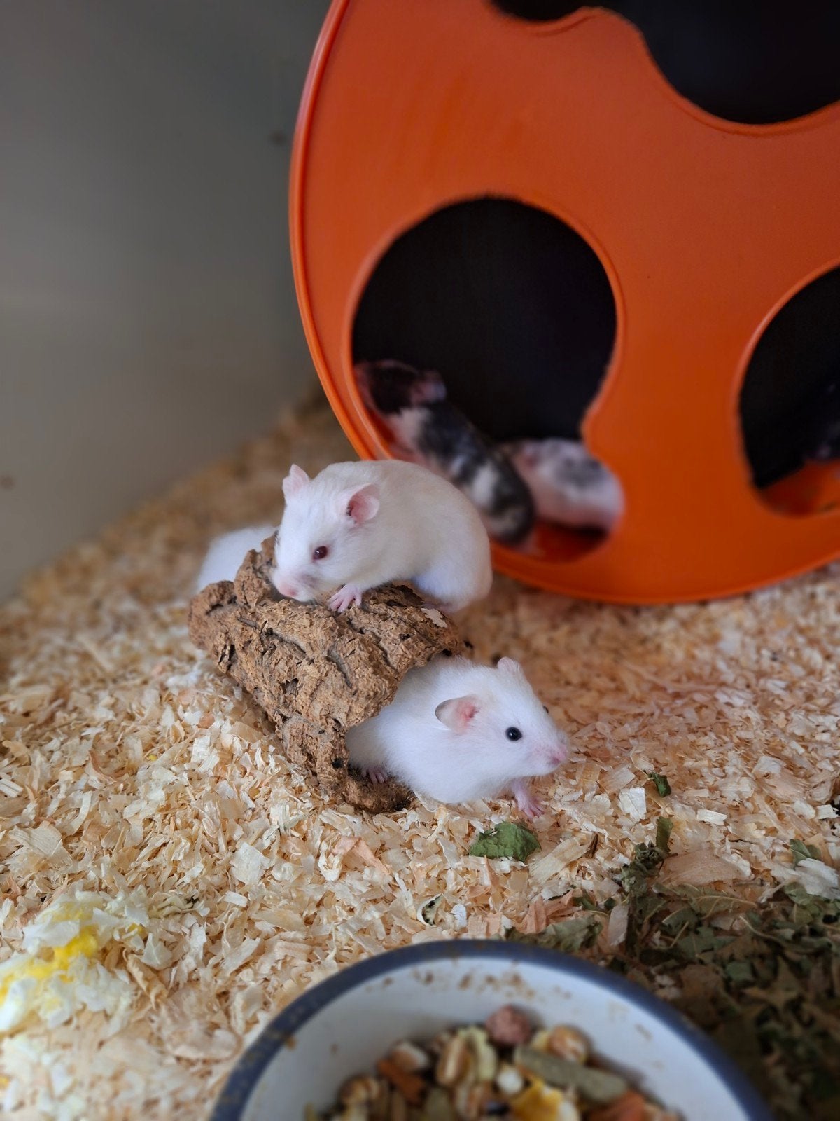6 lieve mannelijke goudhamsters, Hamster, Augustus, Mannelijk, Tam