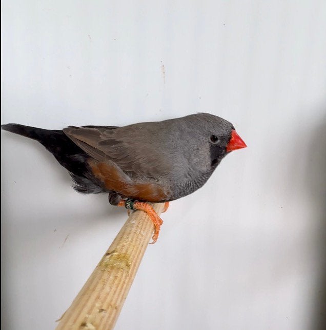 Meer dan 30 koppel Charcoals, zebravinken, exoten, Dieren en Toebehoren, Meerdere dieren