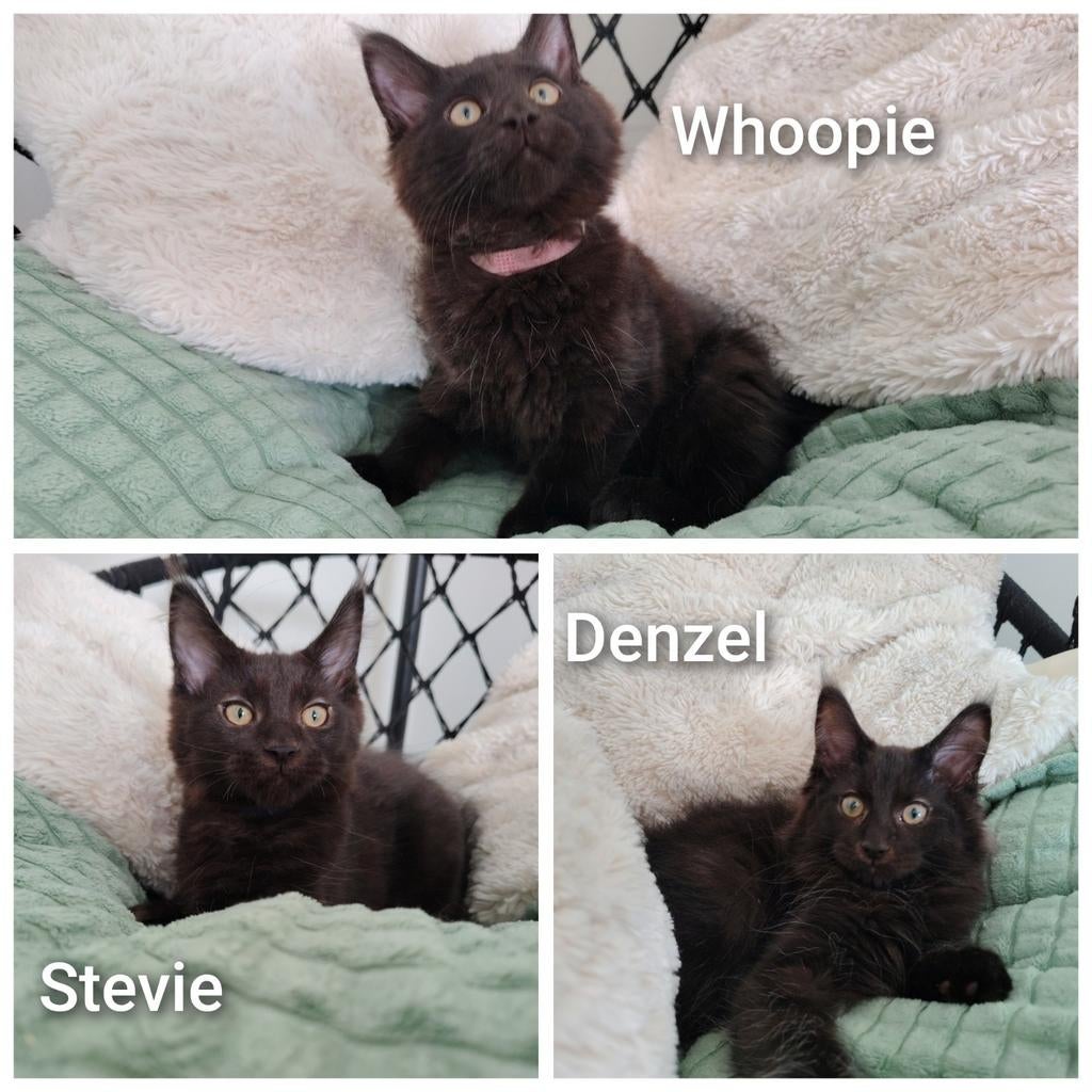 Mooie Maine Coons met stamboom, Dieren en Toebehoren, Katten en Kittens | Raskatten | Langhaar, Meerdere dieren, Met stamboom