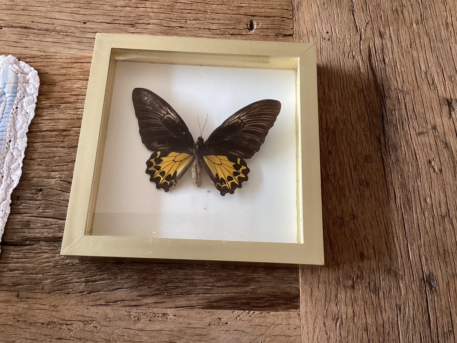 Schwalbenschwanz vlinder in goudkleurige lijst (15x15), Ophalen of Verzenden, Gebruikt, Insect, Opgezet dier