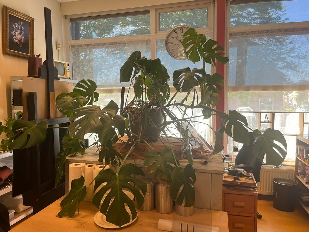 gatenplant met pot, erg groor, Huis en Inrichting, Kamerplanten, Ophalen, Halfschaduw, Minder dan 100 cm