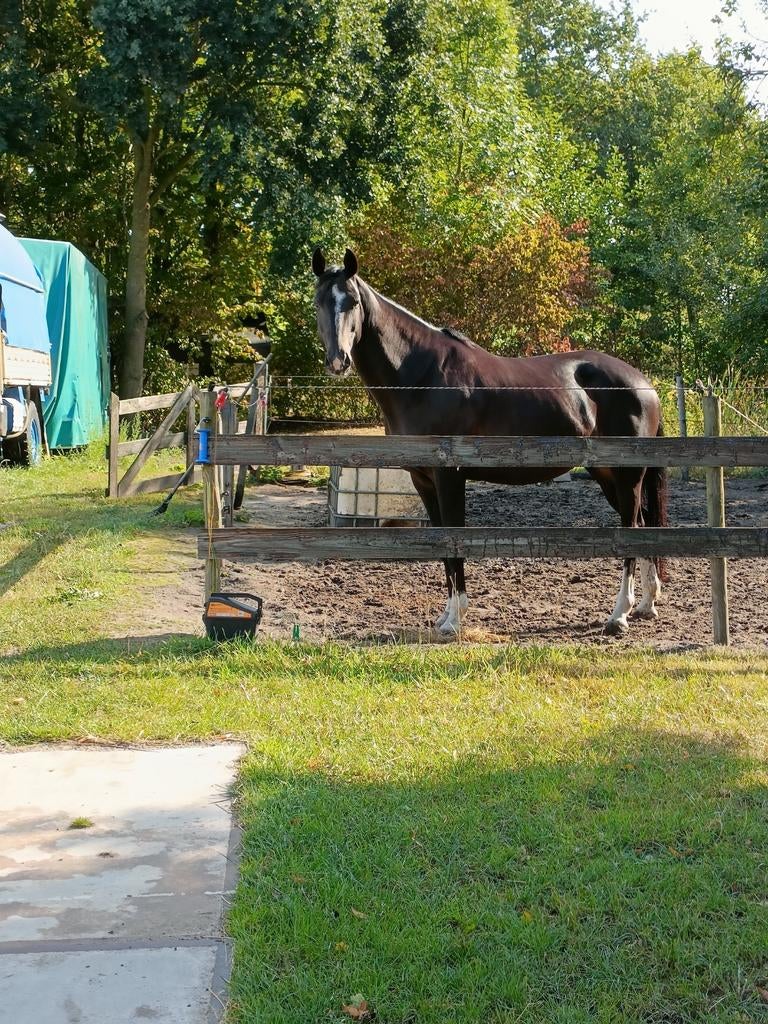 Gezocht plekje voor 1/3 paarden, Dieren en Toebehoren, Weidegang