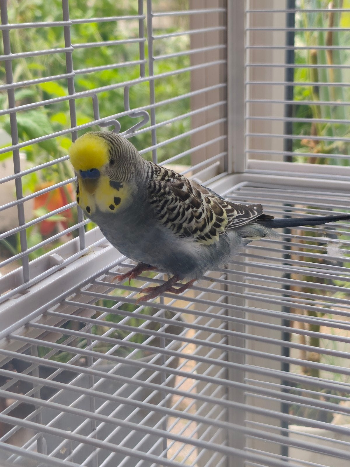 jonge graspakiet 6 maanden oud, Dieren en Toebehoren, Vogels | Parkieten en Papegaaien, Mannelijk, Parkiet, Tam