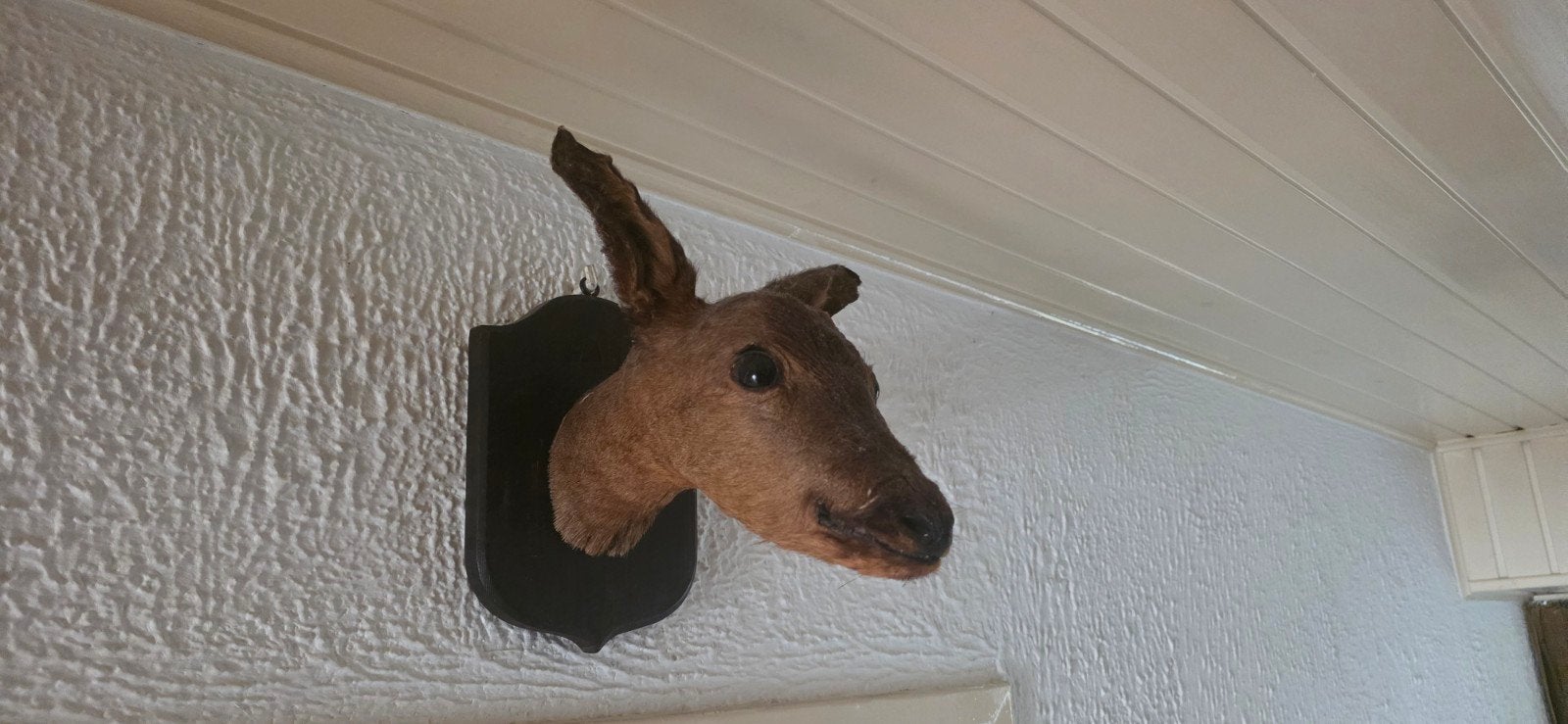 Opgezette reegeit / reekop op houten schild – taxidermie, Verzamelen, Ophalen of Verzenden