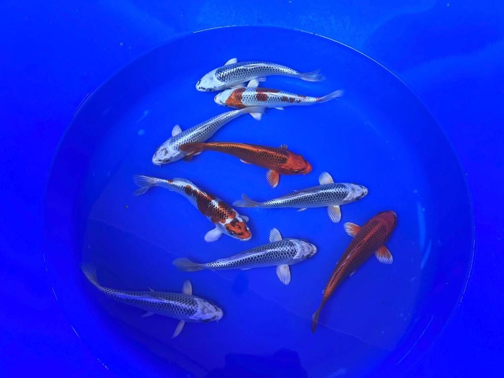 Hosokai Japanse koi karper | Koikarpers  | Tosai, Karper of Koi