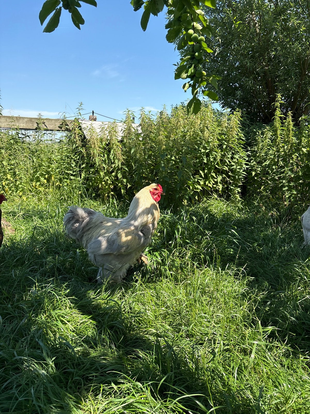Grote Brahma haan meerzonnig isabel, Mannelijk, Kip