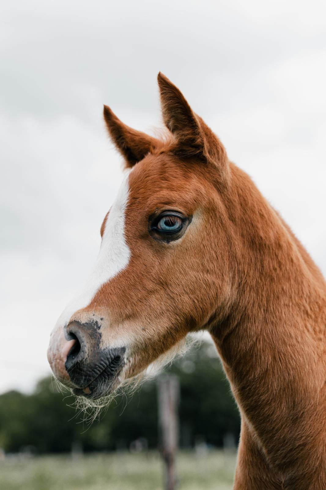 New Forest hengstveulen 1e premie, Dieren en Toebehoren, Pony's, Hengst, Niet van toepassing, D pony (1.37m tot 1.48m), 0 tot 2 jaar