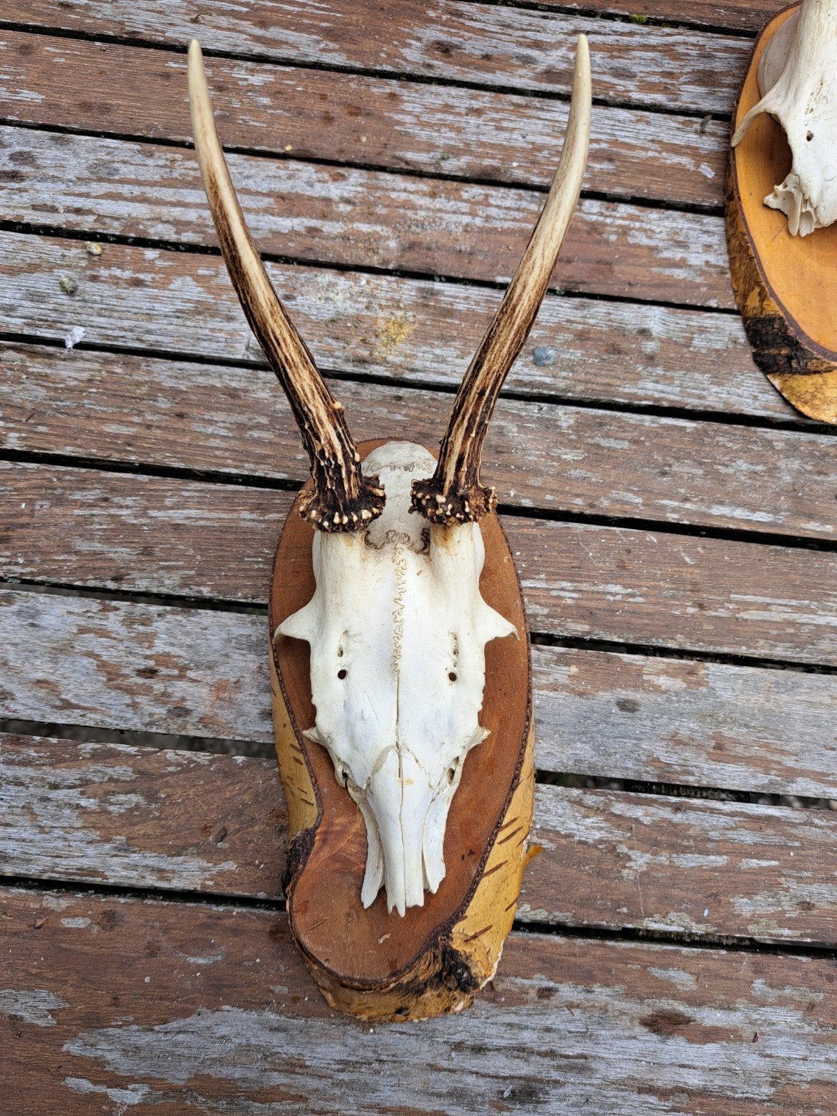 Gewei van bok op schild gemonteerd, Verzamelen, Dierenverzamelingen, Verzenden, Gebruikt, Wild dier, Gewei of Kop