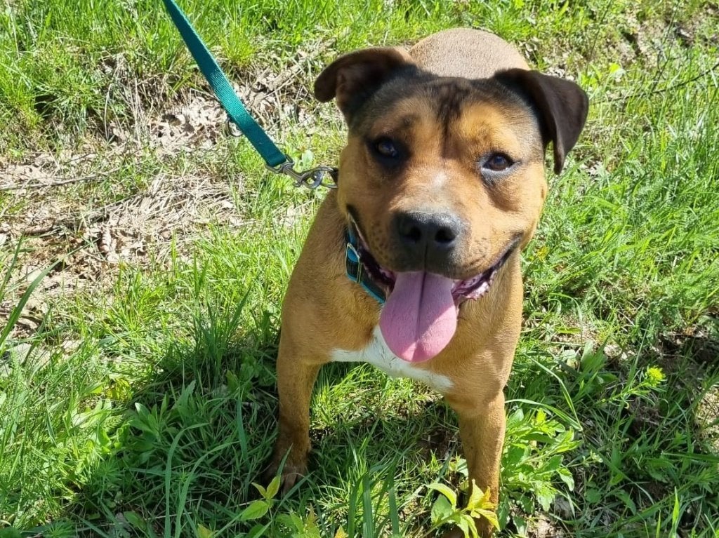 Bernie, een lieve, prachtige Amstaff (mix) zoekt een baasje, Dieren en Toebehoren, Particulier, Buitenland, Parvo, Eén hond