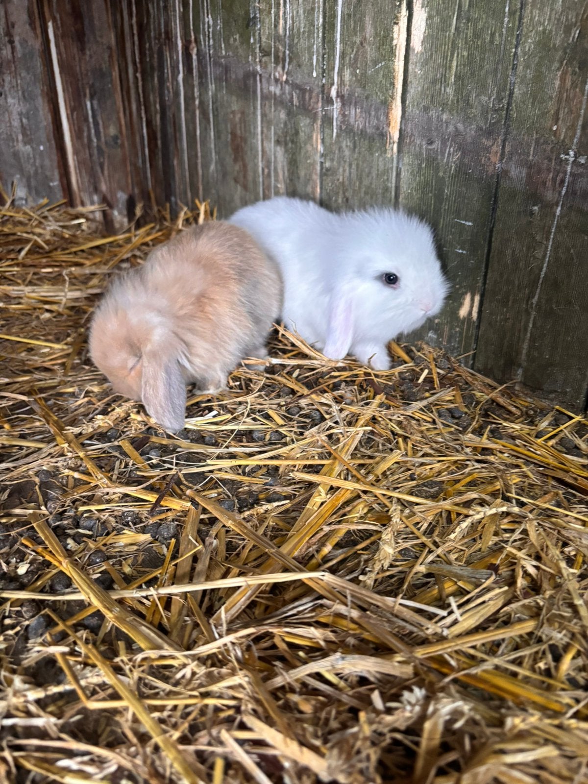 Leuke hangoortjes, Mannelijk, Groot