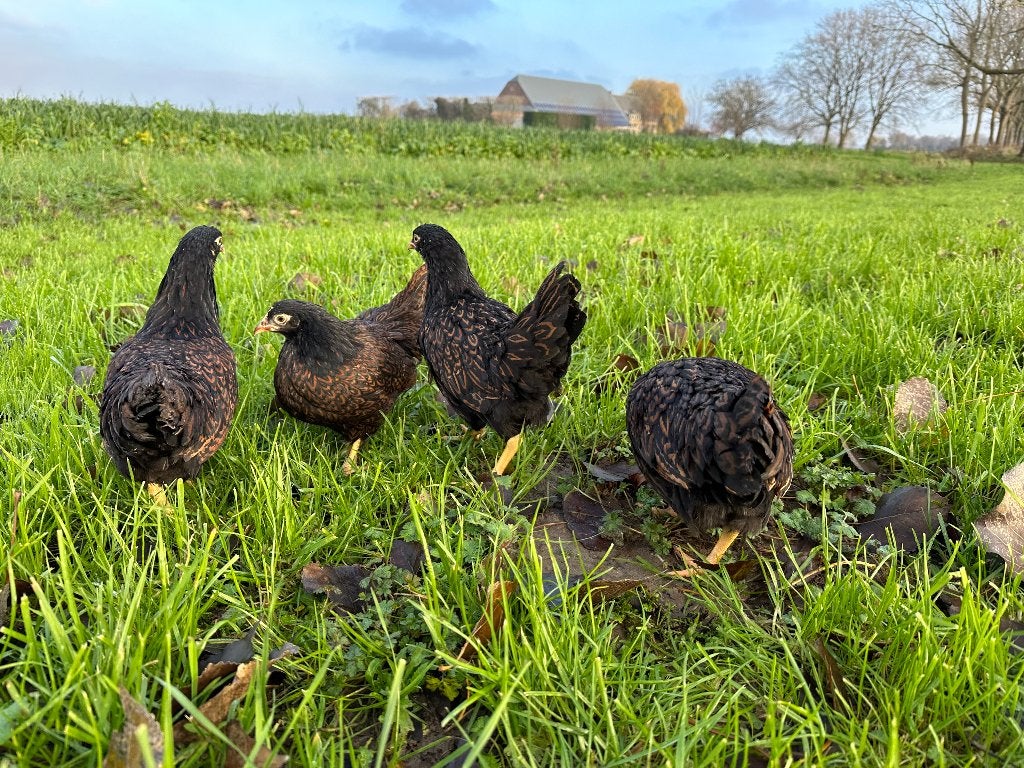 Jonge Barnevelder kriel bruin gezoomd gesekst & ingeënt, Dieren en Toebehoren, Vrouwelijk, Kip