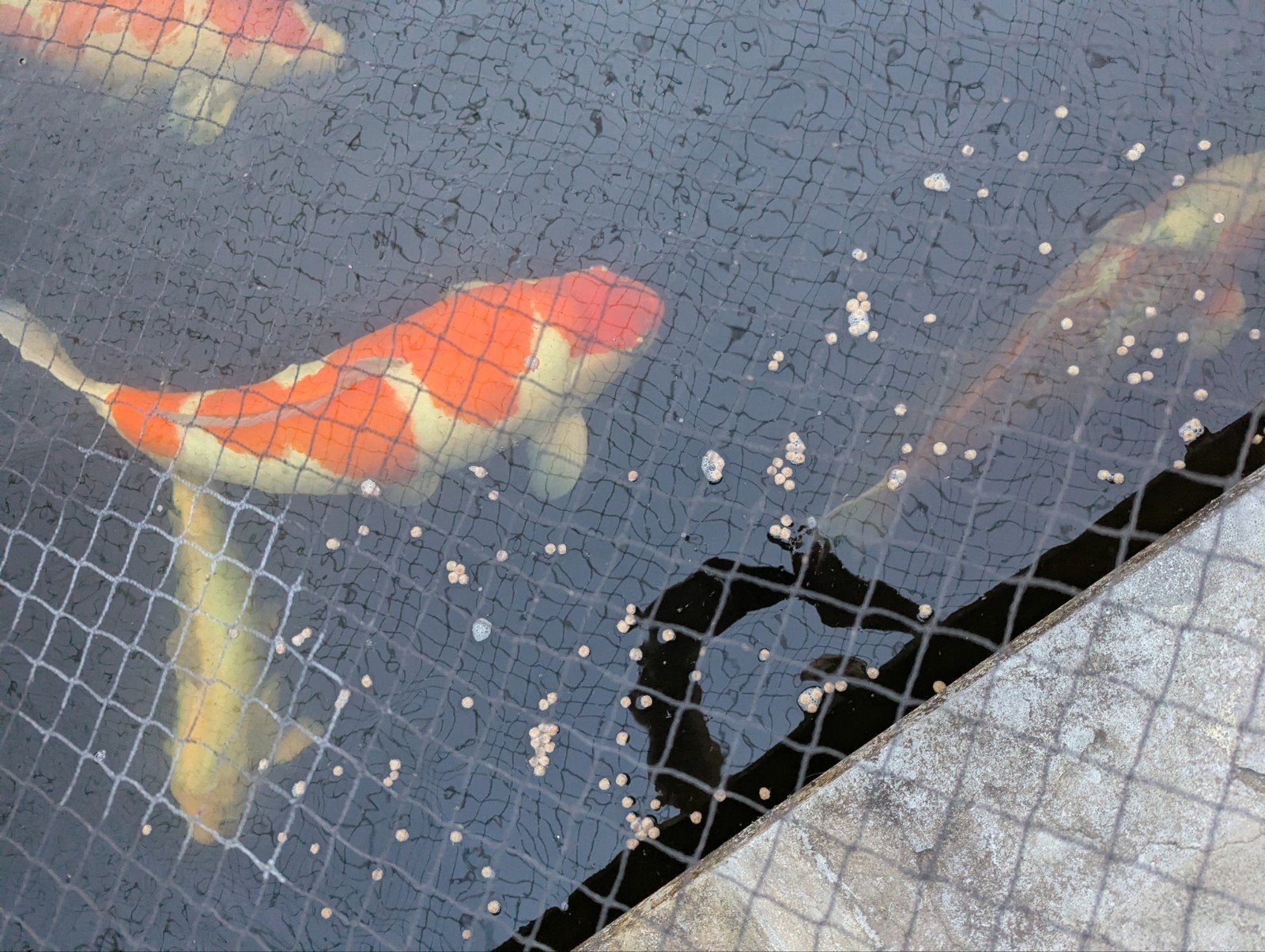 koi karpers, Karper of Koi