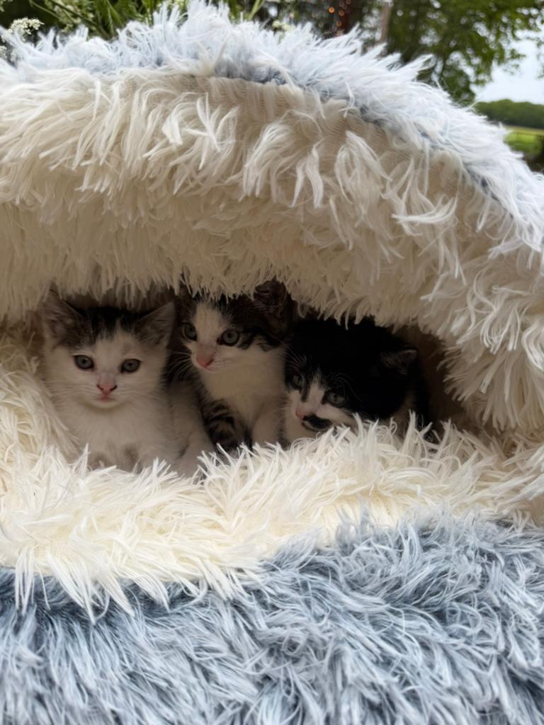 Lieve en prachtige kittens, Dieren en Toebehoren, Meerdere dieren