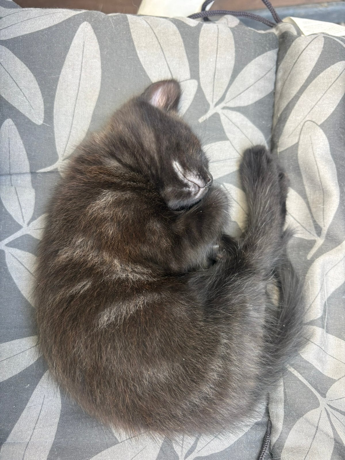 2 kittens, Ophalen of Verzenden
