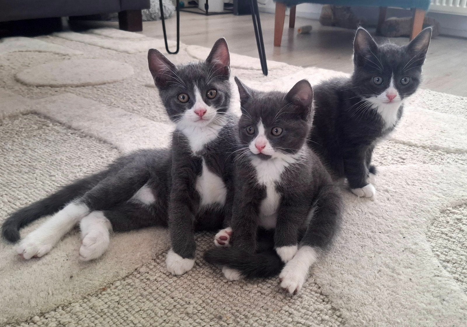 Lieve kittens zoeken een nieuw thuis, Meerdere dieren