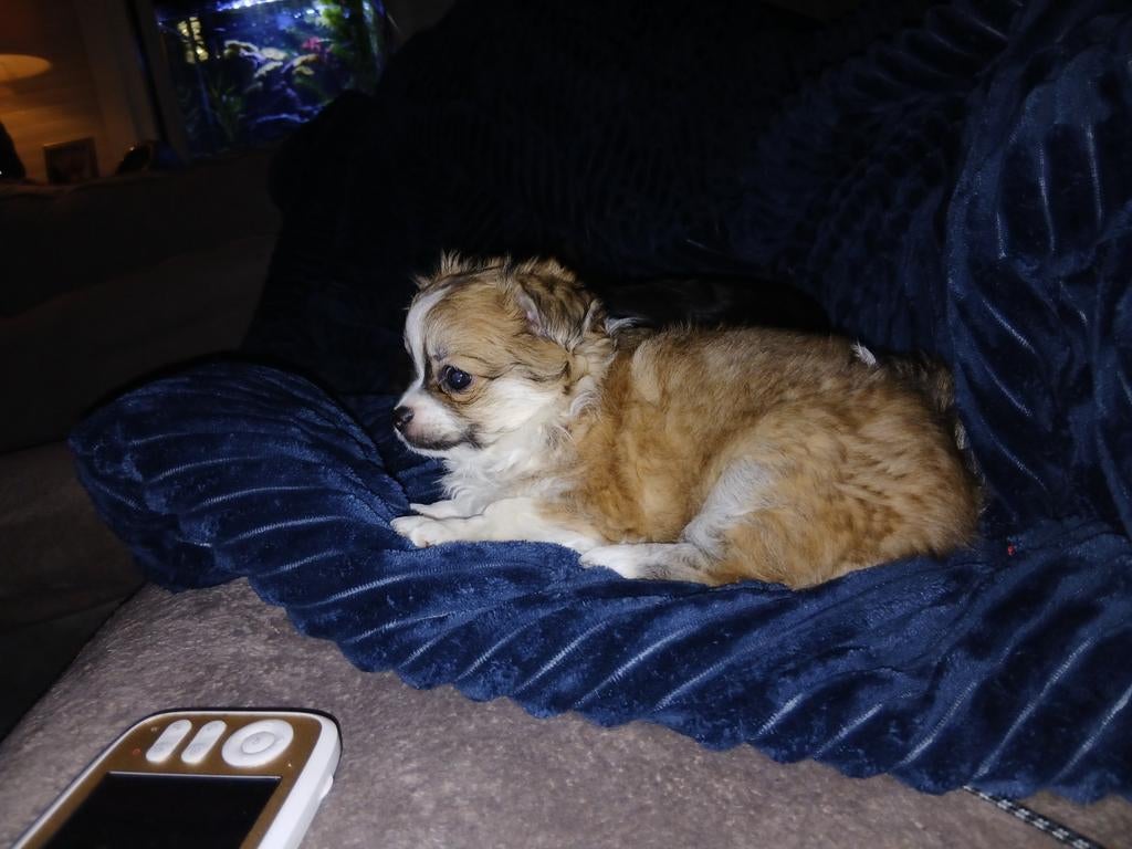 Pomchi teefje 7 weken, Overige rassen, Teef, Eén hond, Nederland