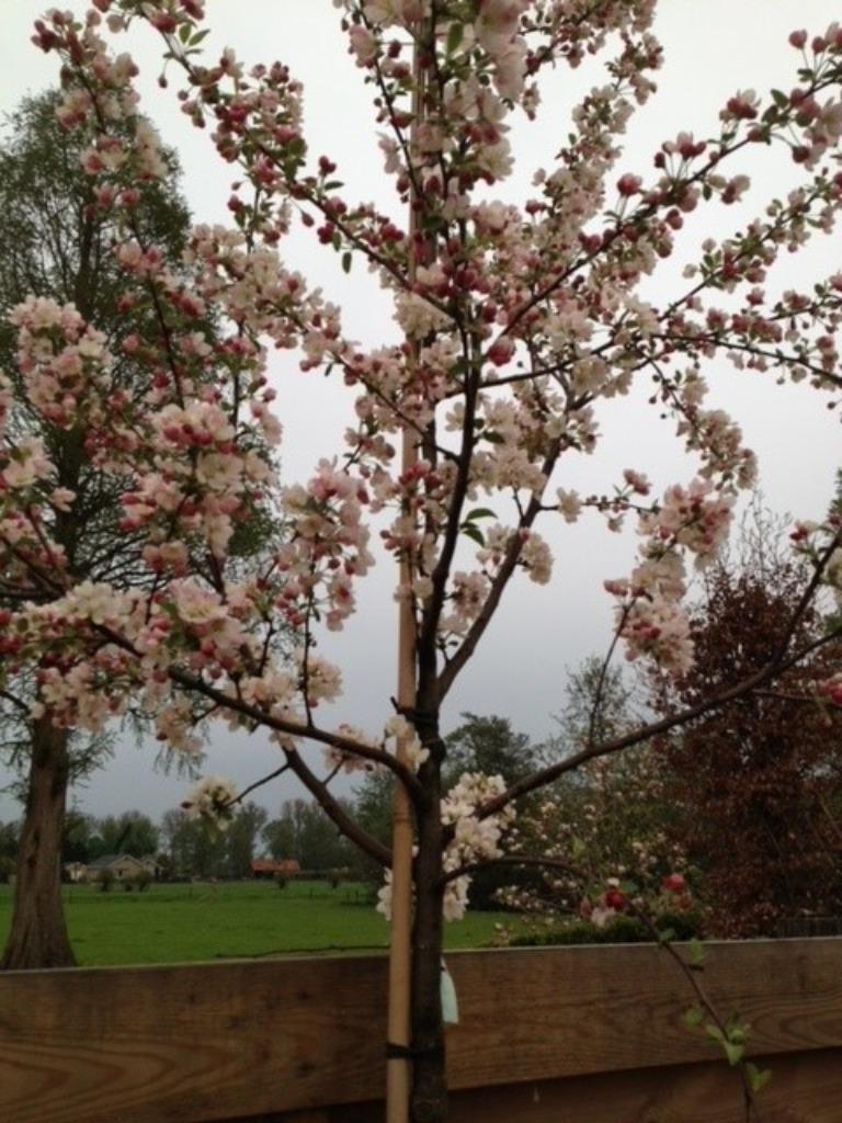 Sierappel, Malus Red Sentinel, sierboom met rode appeltjes, Ophalen, Halfschaduw, Overige soorten, Lente