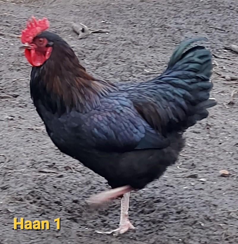 Mooie gezonde, sterke hanen zoeken eigen toom, Dieren en Toebehoren, Mannelijk, Kip