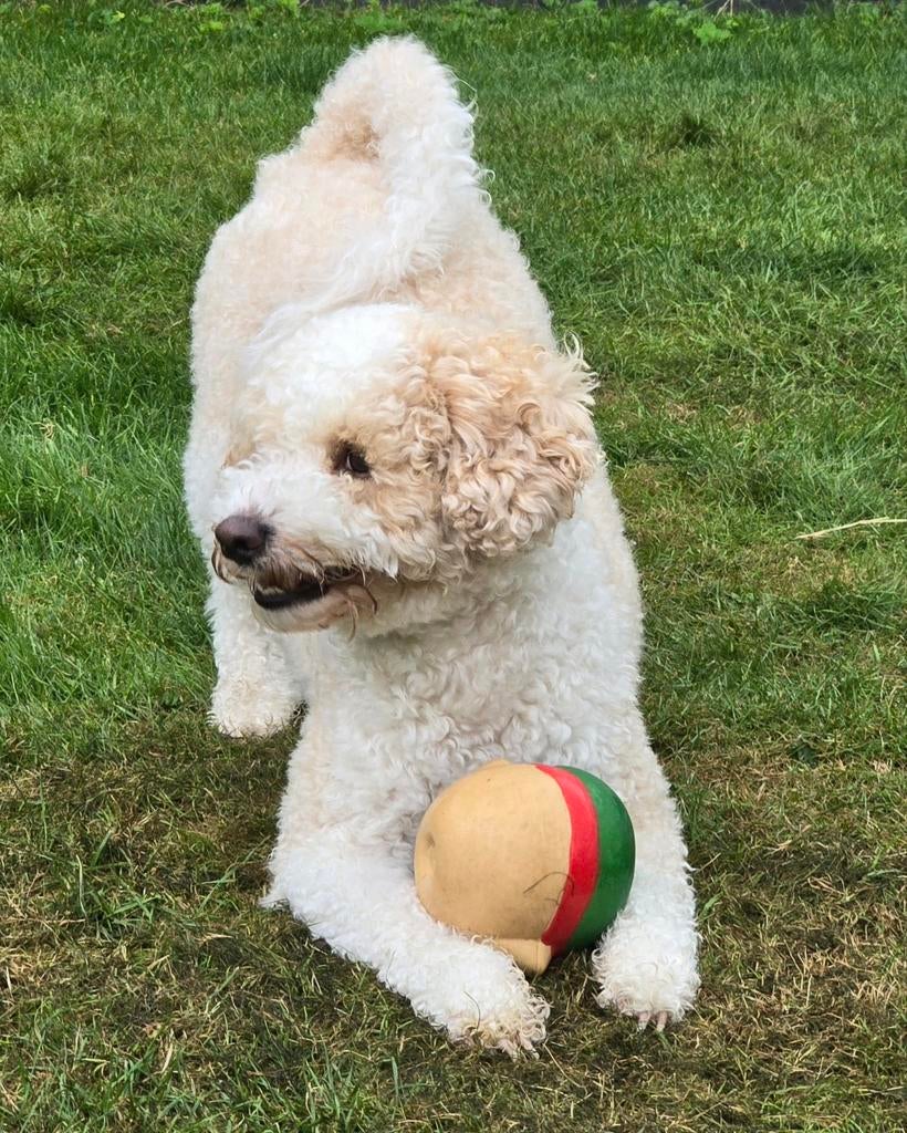 Dekreu maltipoo multigen, Parvo, Reu, Eén hond, 3 tot 5 jaar