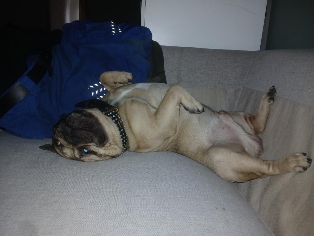 FRANSE Bulldog reu “Richi” beschikbaar voor dekking, Reu, Parvo, Eén hond, 3 tot 5 jaar